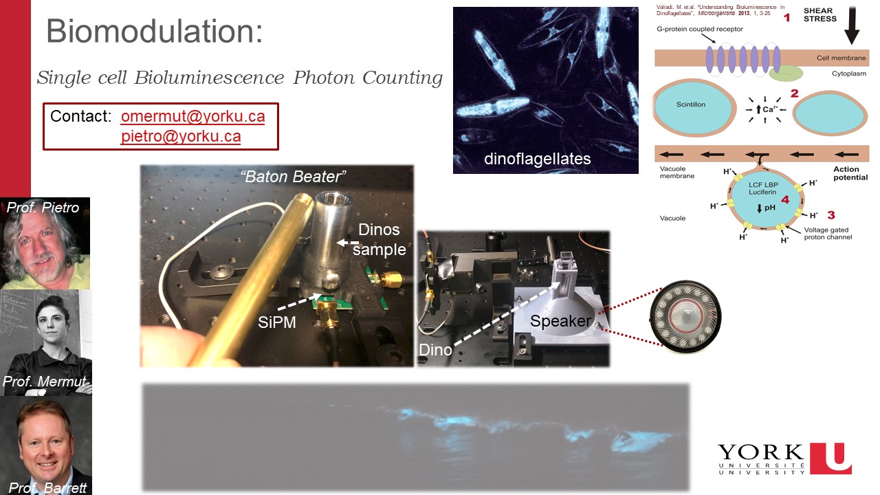 Slide showing research done in Biomodulation