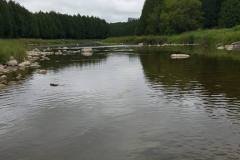 Here we are sampling the Grand River for minnows and crayfish. It was a successful day - caught lots of fish and it didn't rain!