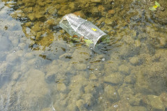 Here we are sampling the Grand River for darters and stonerollers.