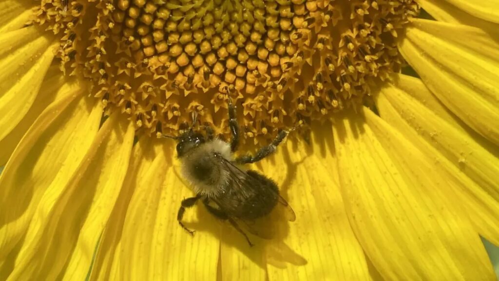 A bumblebee (Bombus impatiens) feeds from a sunflower.