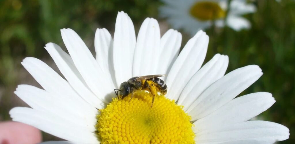 A sweat bee (Halictus ligatus) feeds from a daisy. Photo by Dr Sandra Rehan..