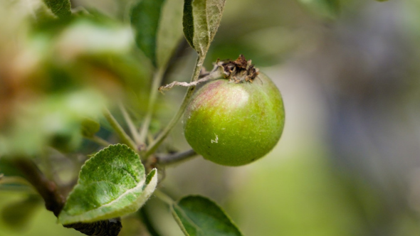 A green apple blossoms on the branch of a tree 