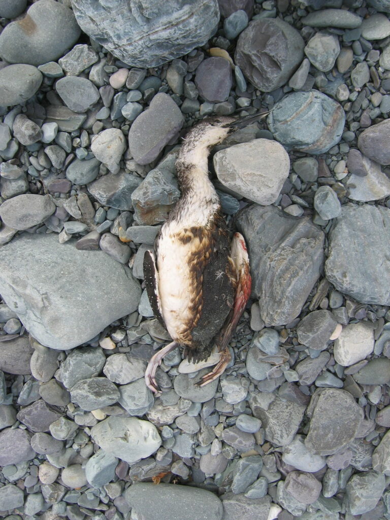 An oiled loon (image: Environment and Climate Change Canada)